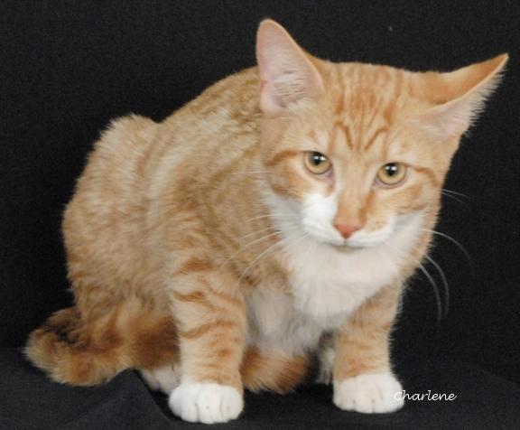 Enlarge Orange Juice, a Adoptable Domestic Short Hair in Newland, NC image 1/1