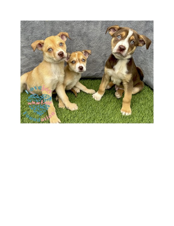 Dog for adoption Nippers Litter, a Hound & Husky Mix in Inglewood, CA
