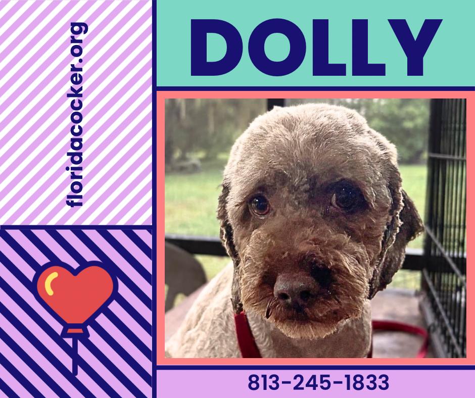 Enlarge Dolly, a Adoptable Cockapoo in Land O Lakes, FL image 1/1