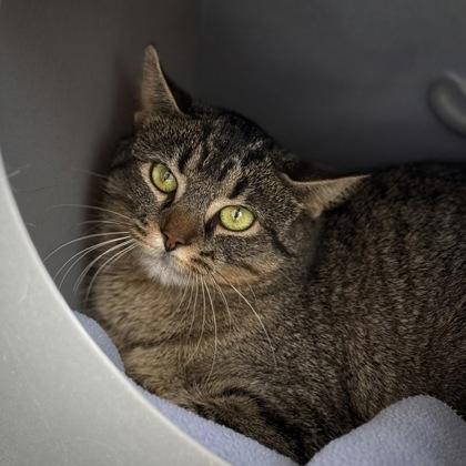 Launch, Adoptable, Adult Female Domestic Short Hair & Domestic Short Hair.