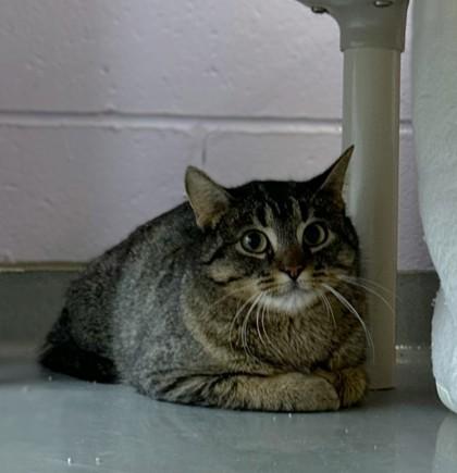 Enlarge Launch, a Adoptable mixed breed in Gwinn, MI image 2/2