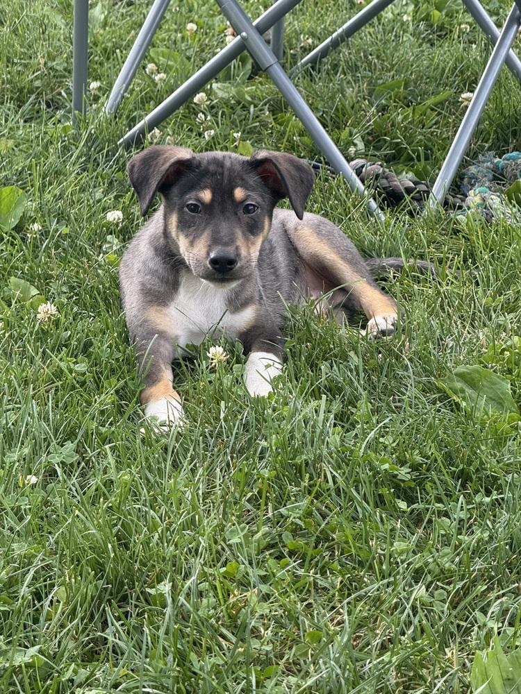 Huck, Adoptable, Puppy Male Australian Shepherd & Mixed Breed.