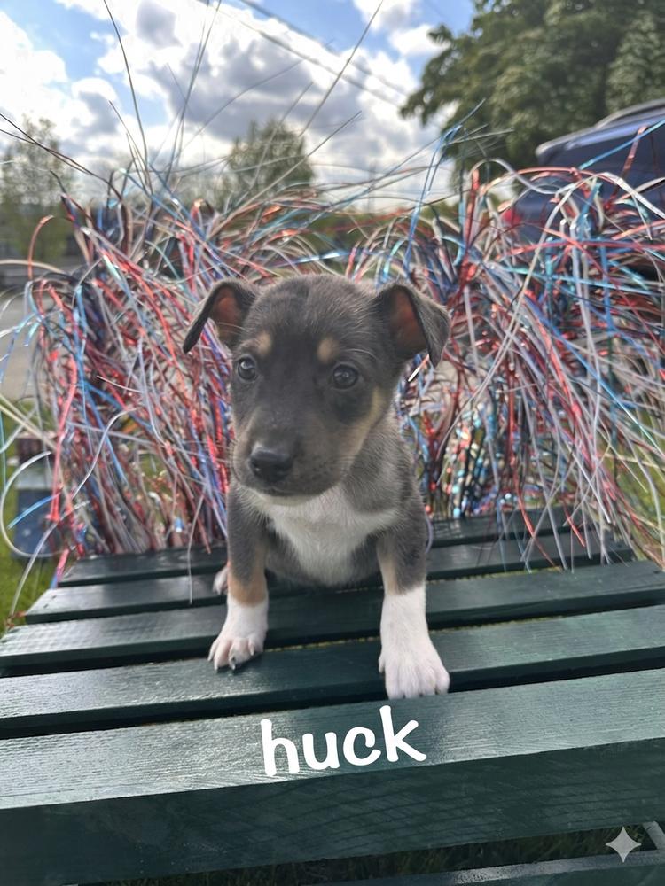 Huck, Adoptable, Puppy Male Australian Shepherd & Mixed Breed.