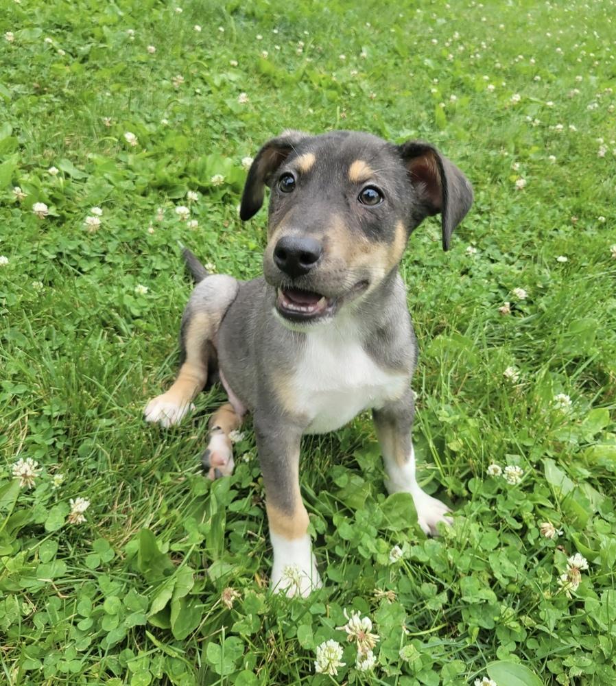 Huck, Adoptable, Puppy Male Australian Shepherd & Mixed Breed.