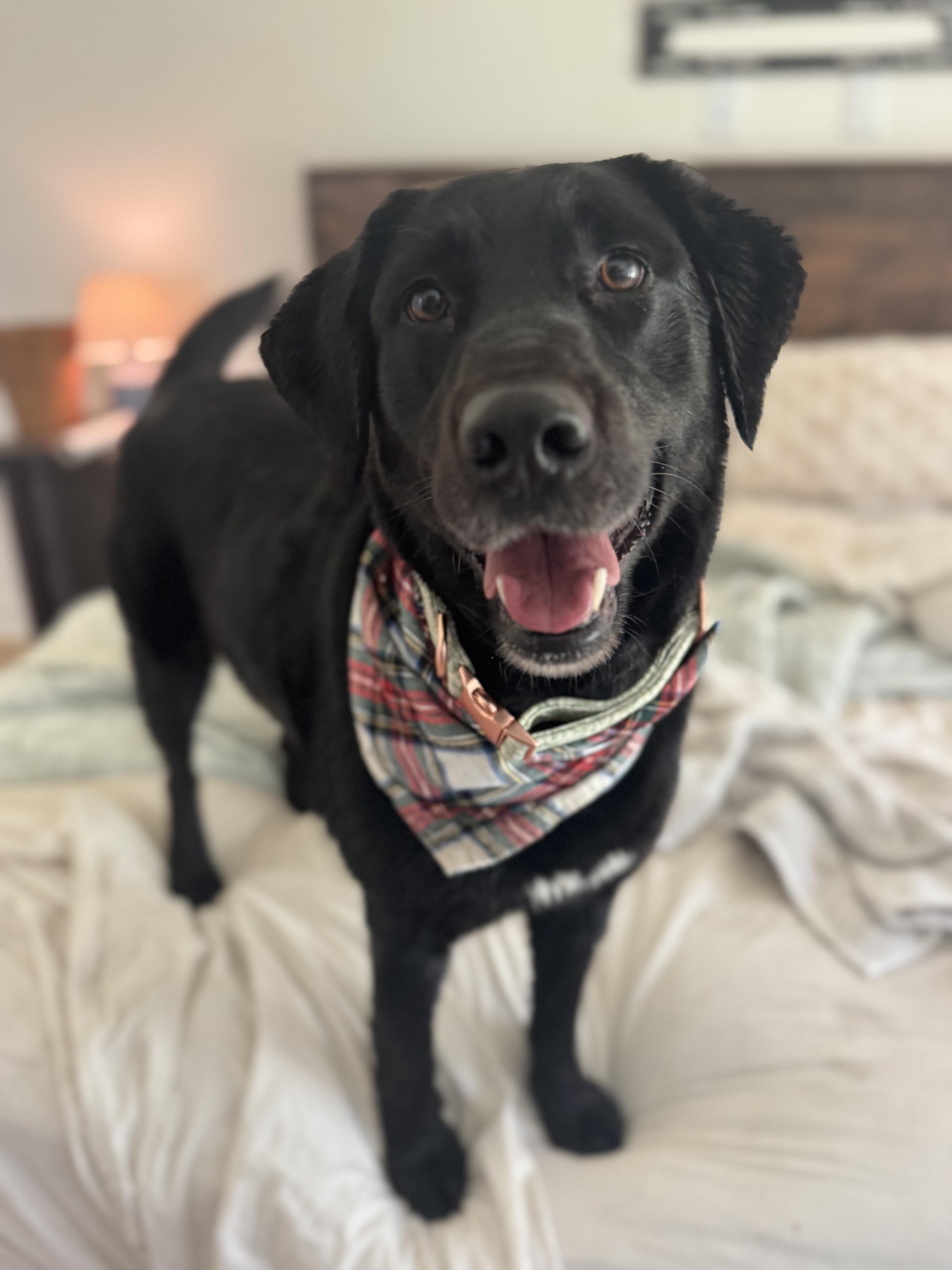 Enlarge Arizona, a ADOPTABLE mixed breed in Wando, SC image 1/5