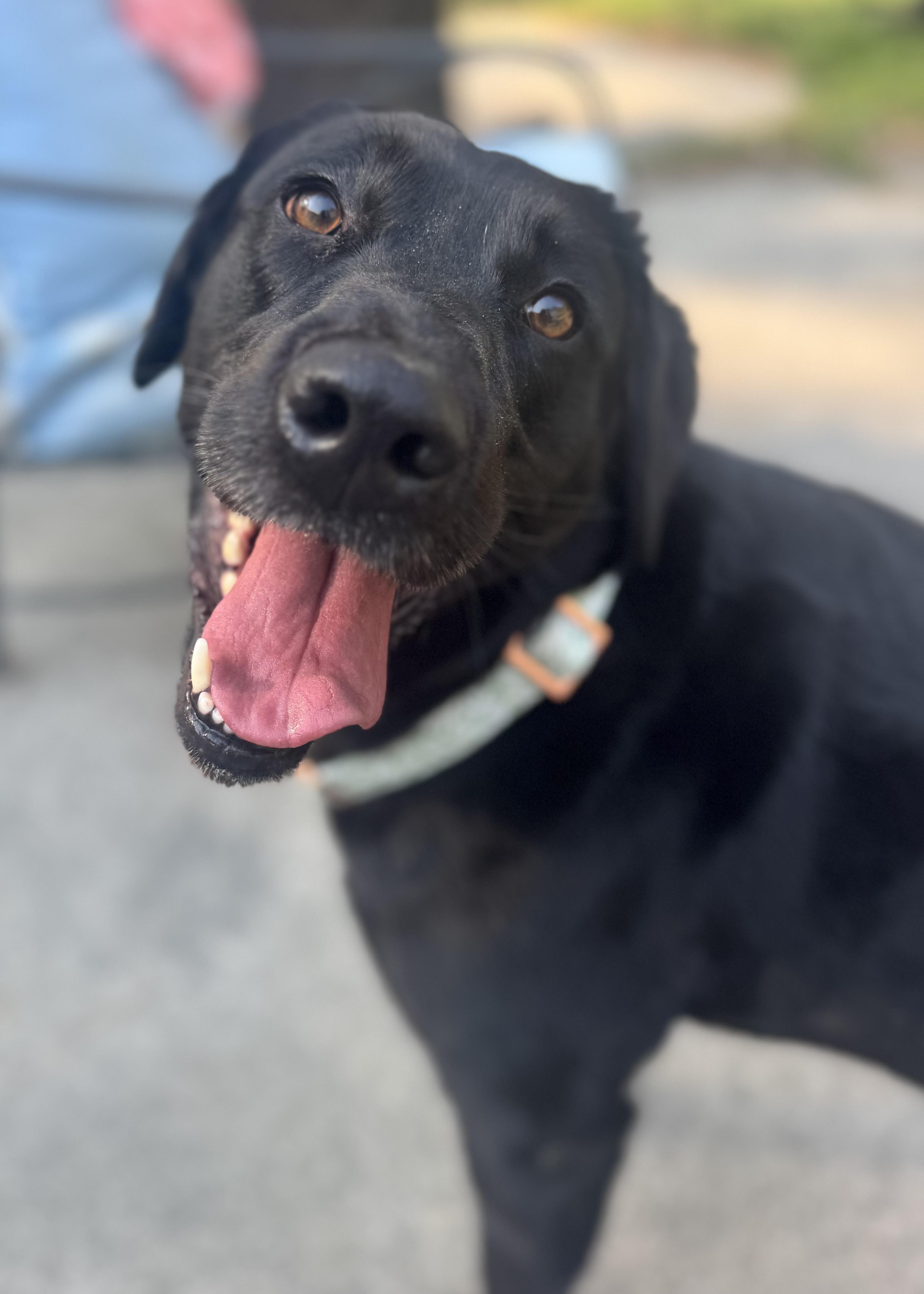 Enlarge Arizona, a ADOPTABLE mixed breed in Wando, SC image 2/5