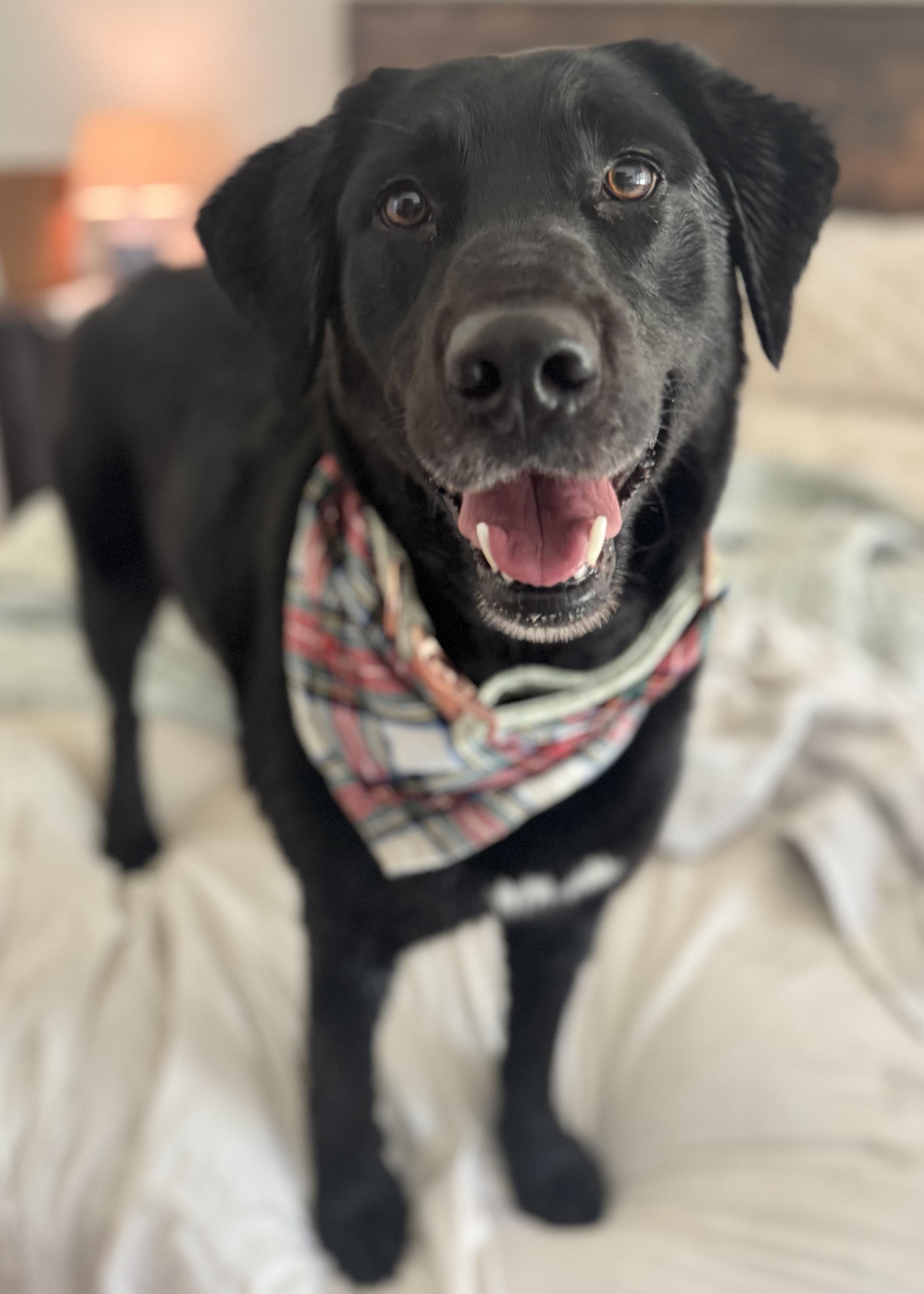 Enlarge Arizona, a ADOPTABLE mixed breed in Wando, SC image 3/5