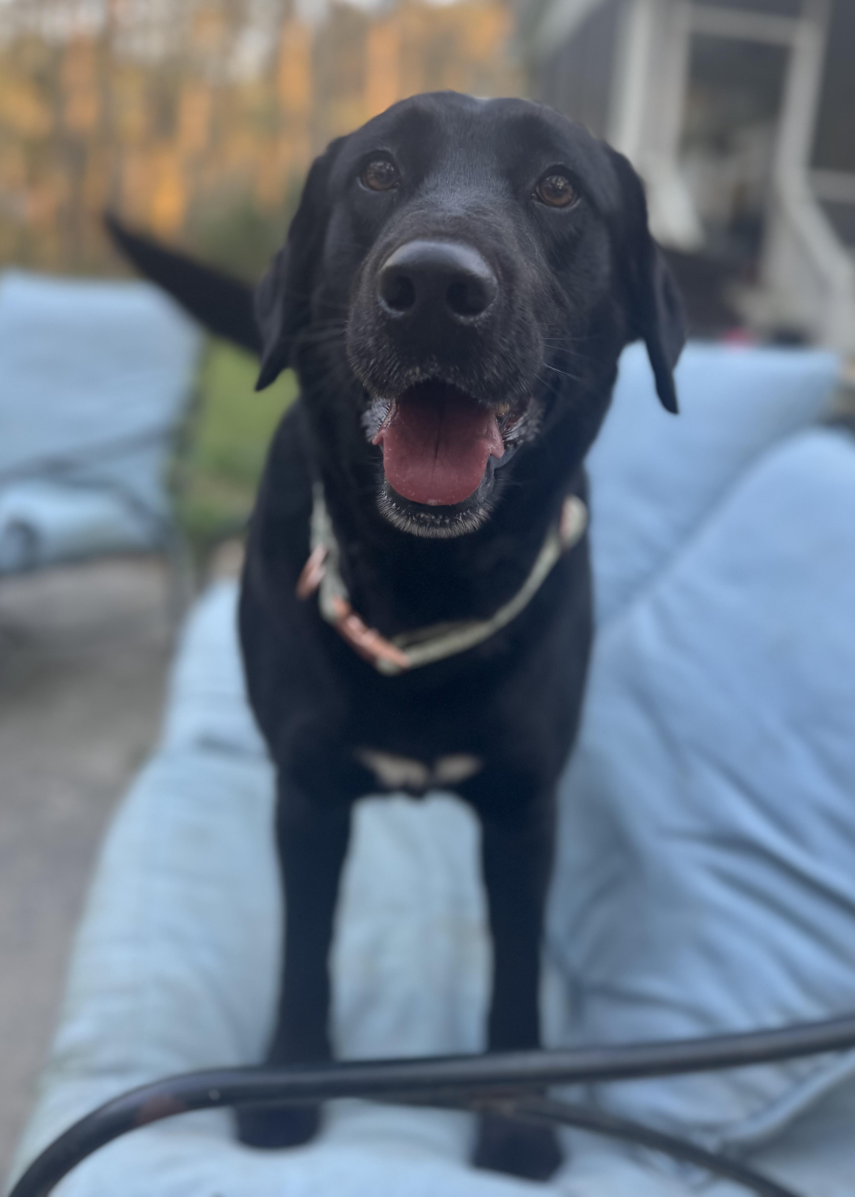 Enlarge Arizona, a ADOPTABLE mixed breed in Wando, SC image 5/5