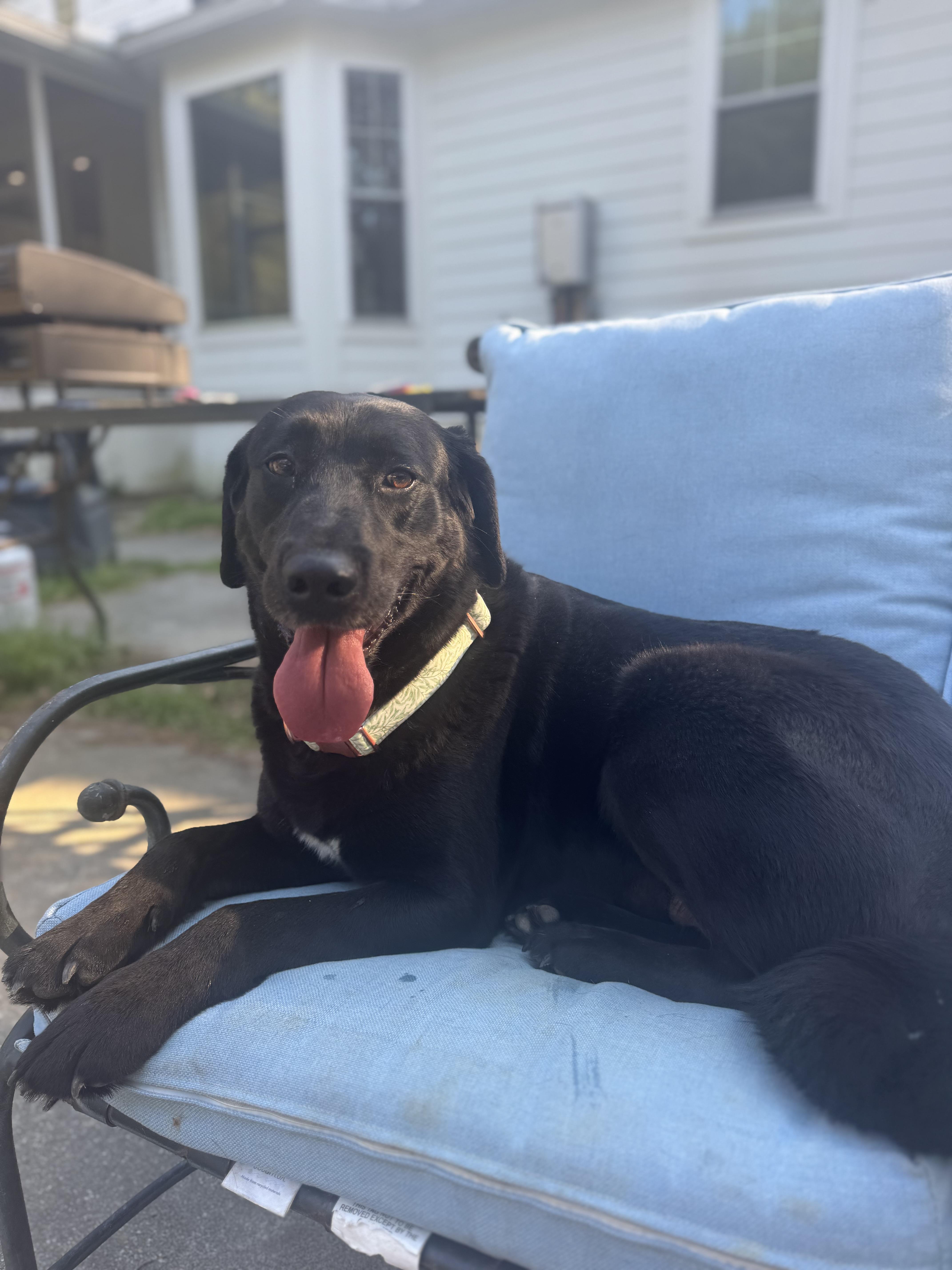 Enlarge Arizona, a ADOPTABLE mixed breed in Wando, SC image 4/5