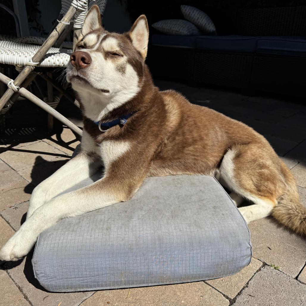 Fushigi, Adoptable, Adult Male Siberian Husky.