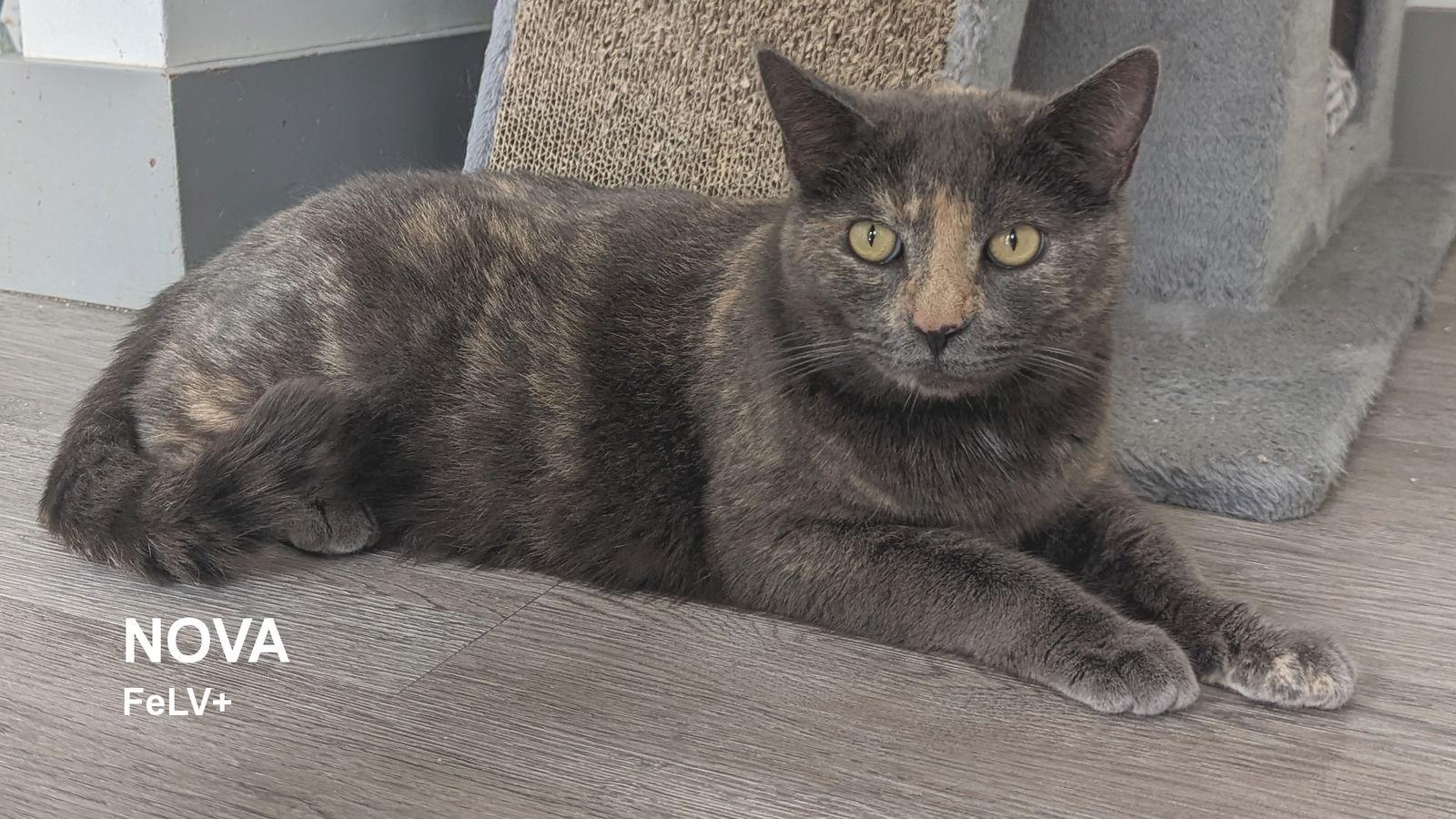 Nova, Adoptable, Adult Female Tortoiseshell.