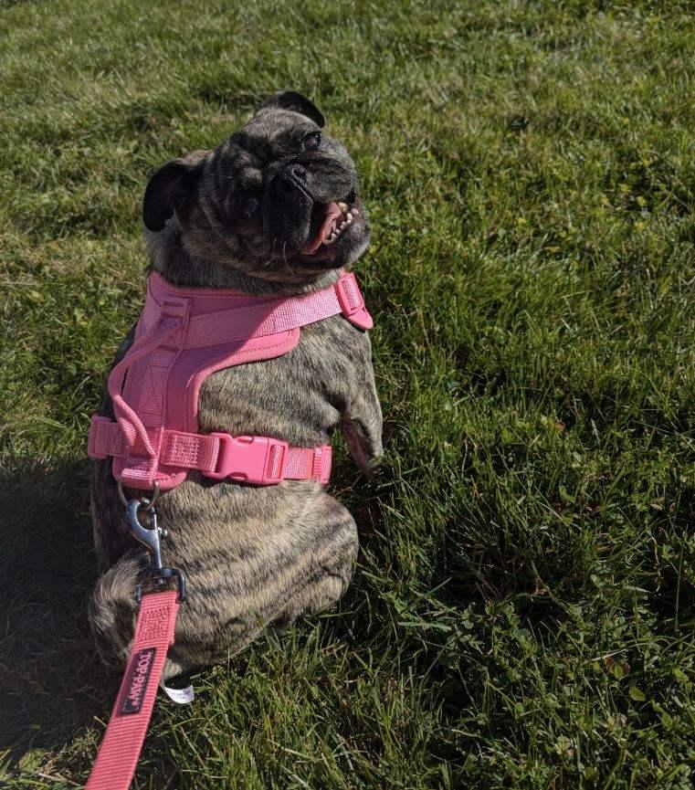 Enlarge Molly, a Adopted Pug in Grand Rapids, MI image 1/1