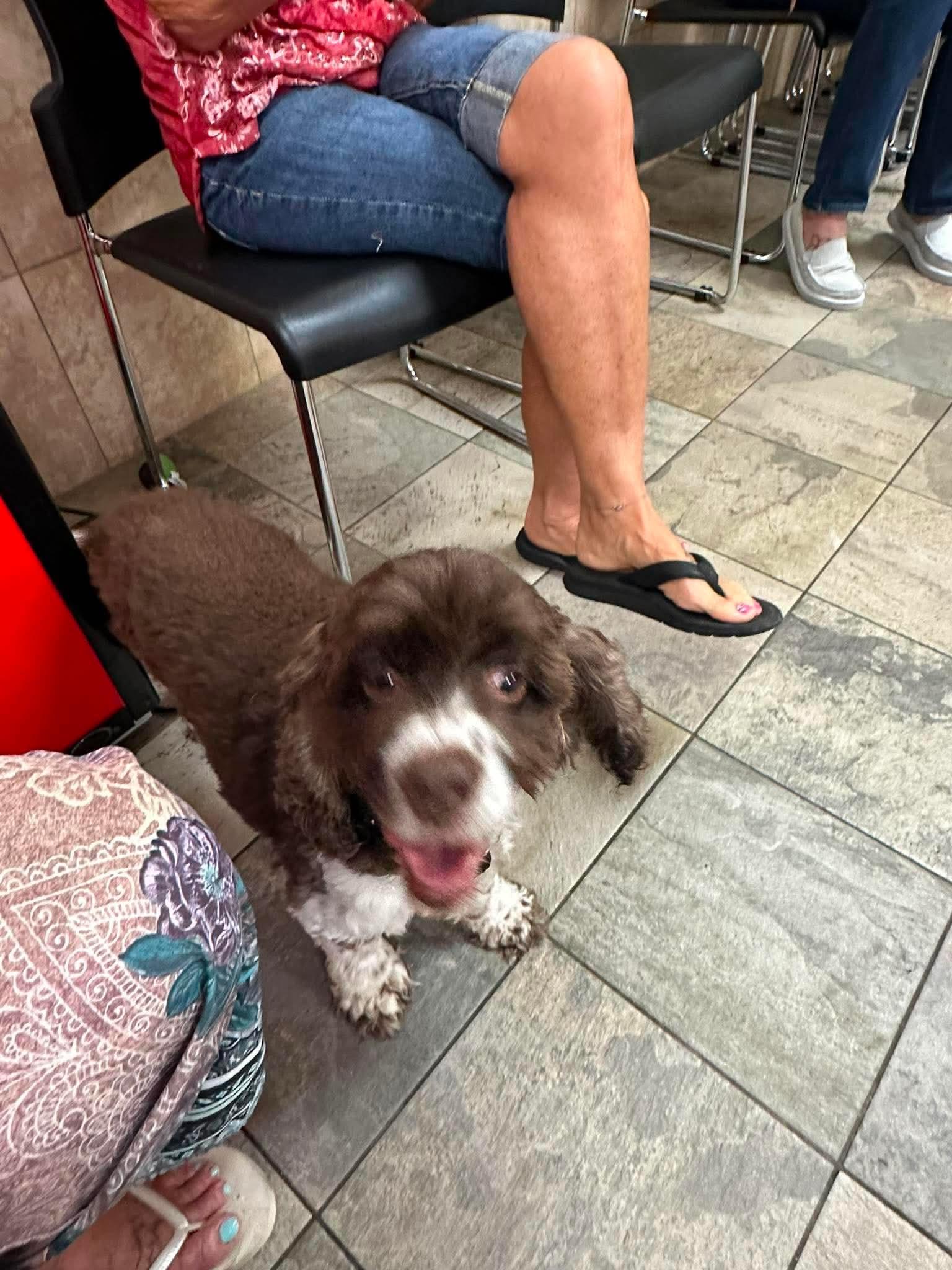 Marley, Adopted, Adult Male Cocker Spaniel.
