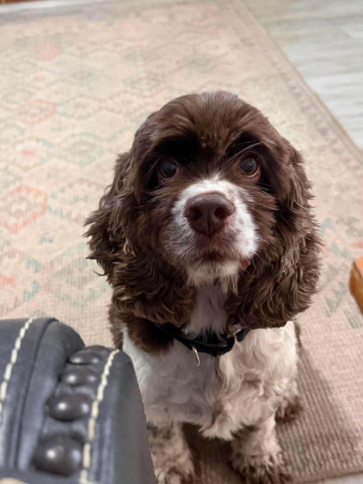 Enlarge Marley, a Adopted Cocker Spaniel in Virginia Beach, VA image 2/3