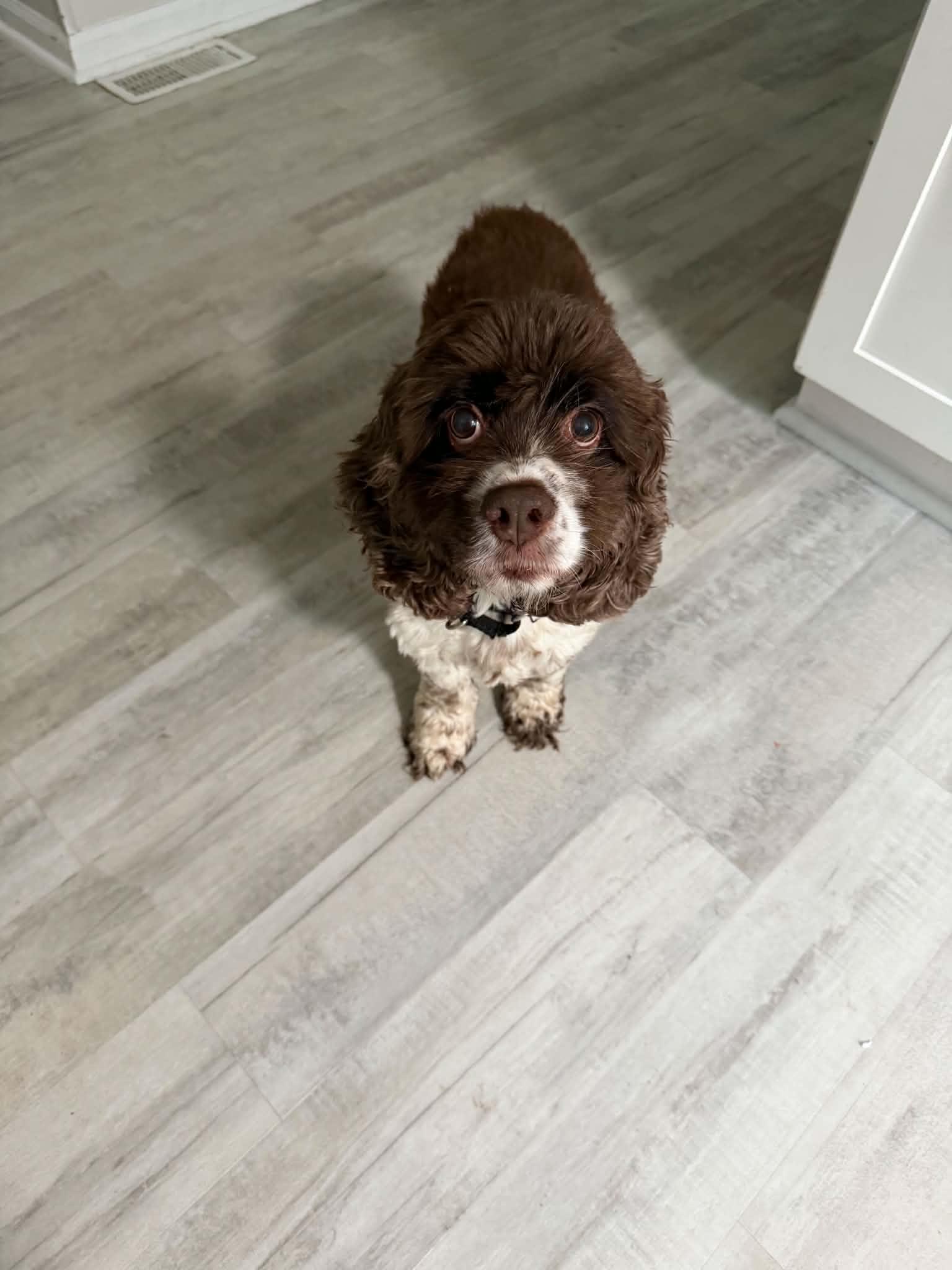 Enlarge Marley, a Adopted Cocker Spaniel in Virginia Beach, VA image 3/3