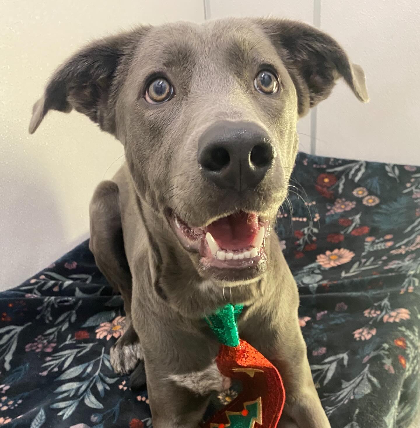 Nessa - ADOPTABLE!, adopted, Puppy Female Labrador Retriever.