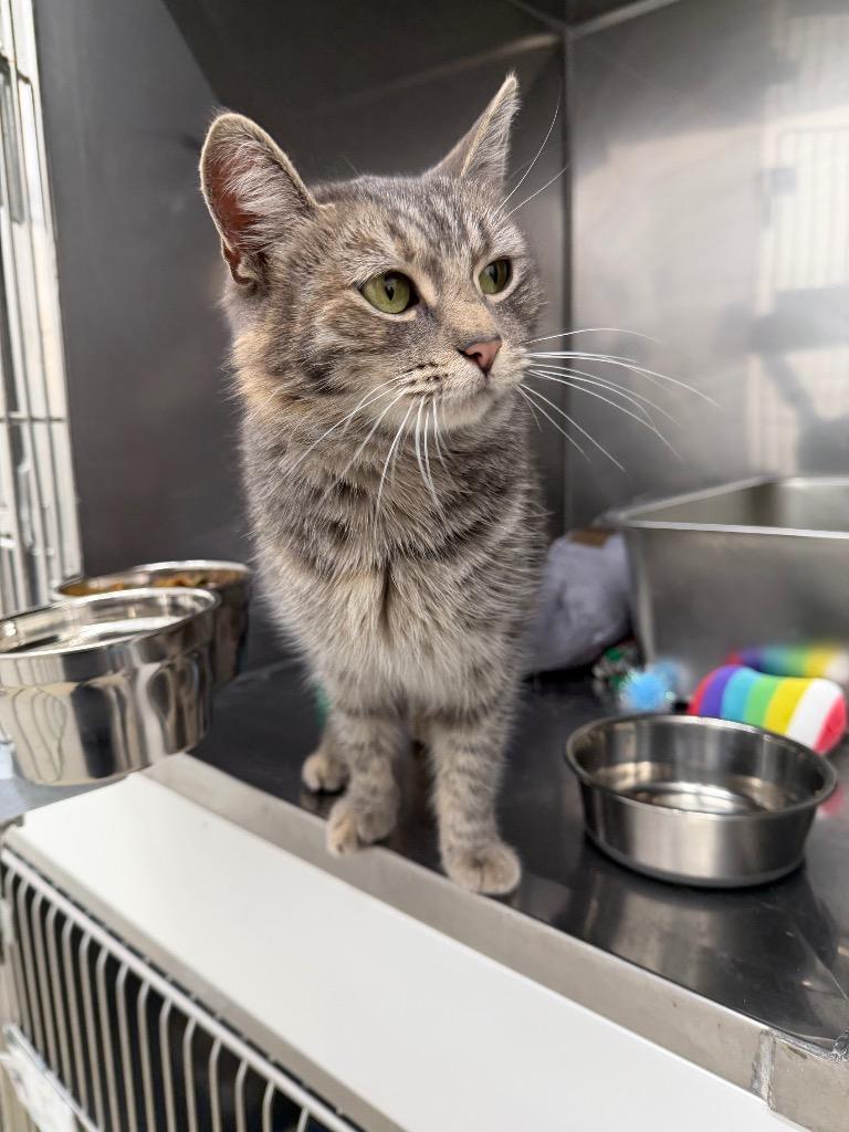 Enlarge Tails, a Adoptable mixed breed in Glenfield, NY image 1/5