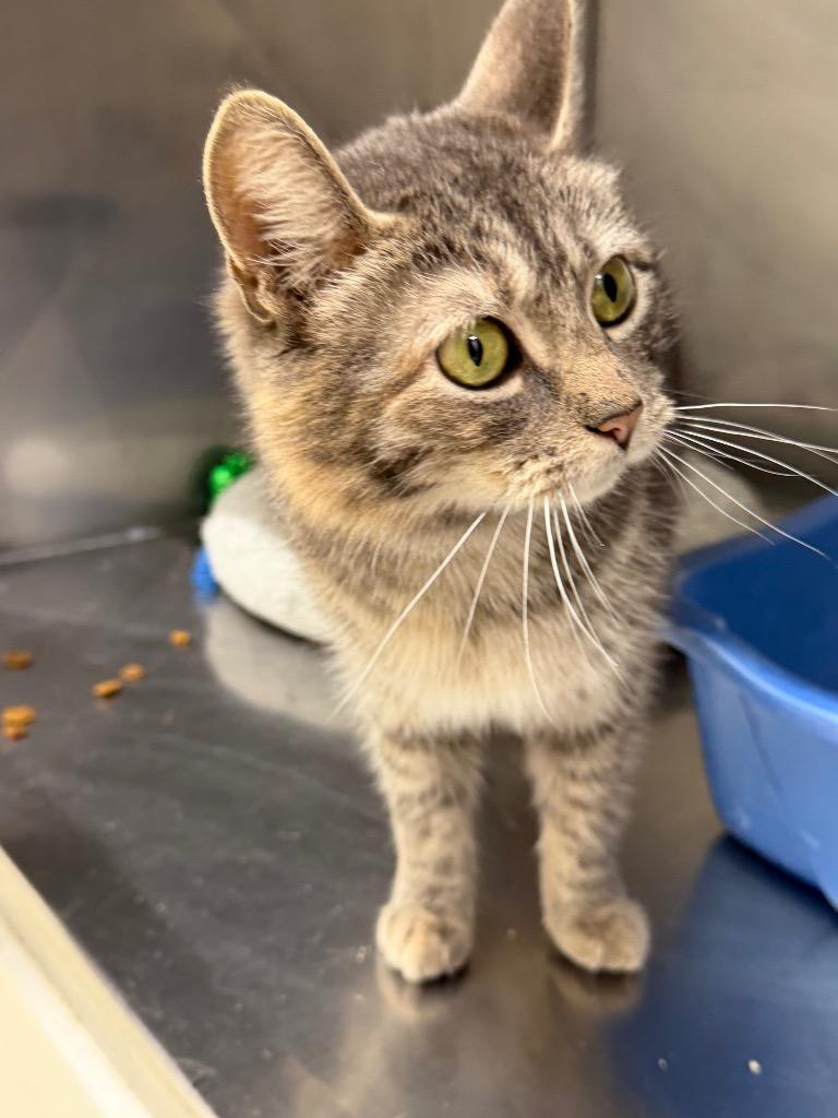 Enlarge Tails, a Adoptable mixed breed in Glenfield, NY image 2/5