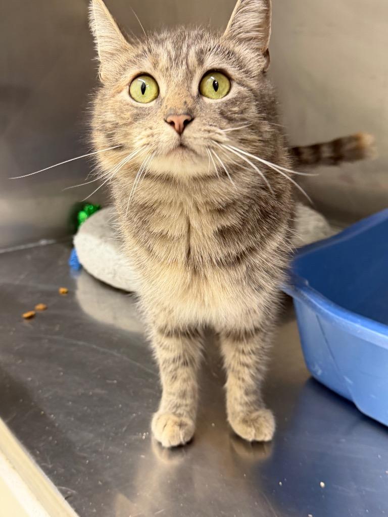 Enlarge Tails, a Adoptable mixed breed in Glenfield, NY image 3/5