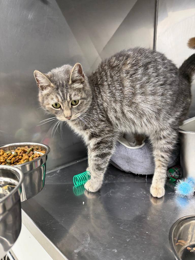 Enlarge Tails, a Adoptable mixed breed in Glenfield, NY image 4/5