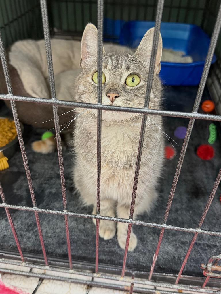 Enlarge Tails, a Adoptable mixed breed in Glenfield, NY image 5/5