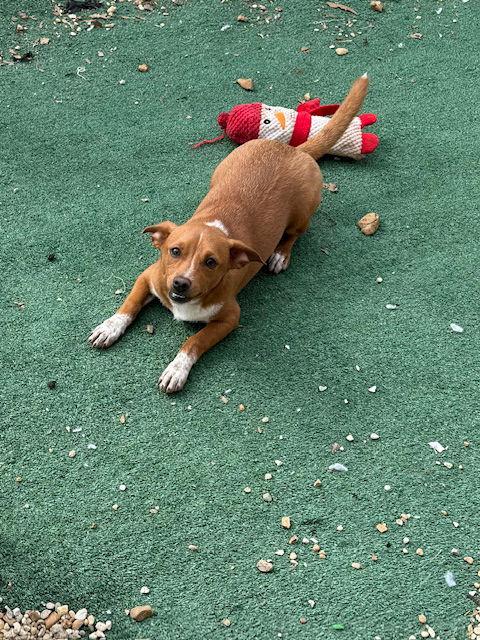 Ready Freddie Adams — thumbnail 2