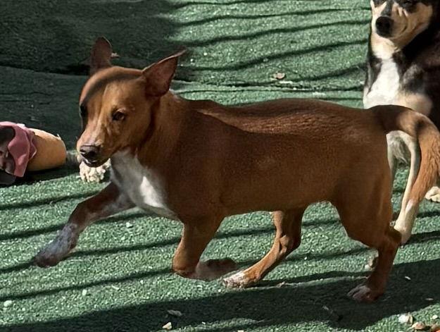 Enlarge Ready Freddie Adams, a Adoptable mixed breed in Wakefield, RI image 3/3