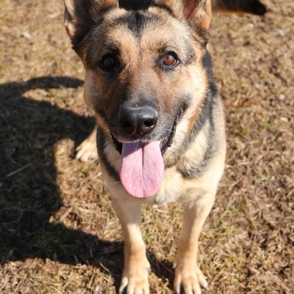 Enlarge Marley (26-075), a Adoptable German Shepherd Dog in New Ringgold, PA image 1/4