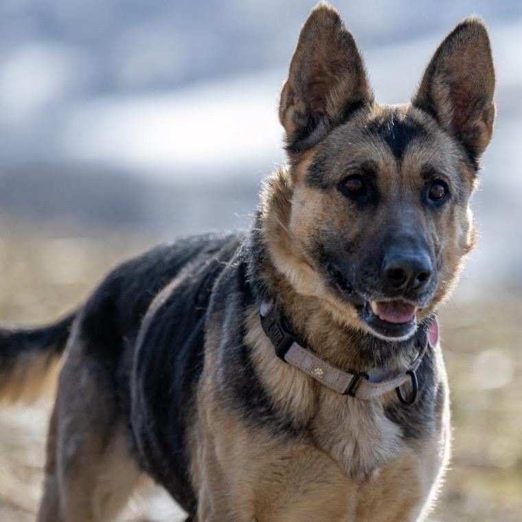 Enlarge Marley (26-075), a Adoptable German Shepherd Dog in New Ringgold, PA image 2/4