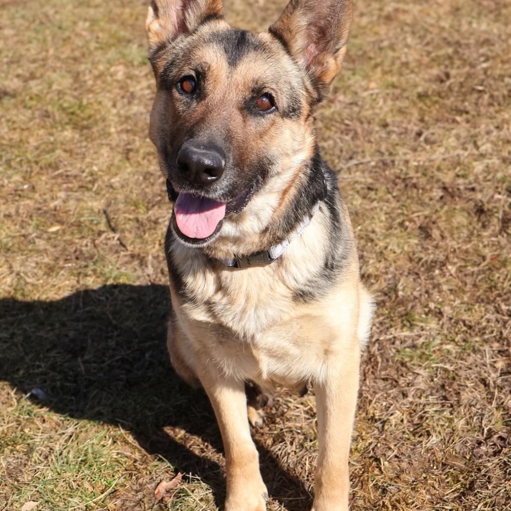 Enlarge Marley (26-075), a Adoptable German Shepherd Dog in New Ringgold, PA image 3/4