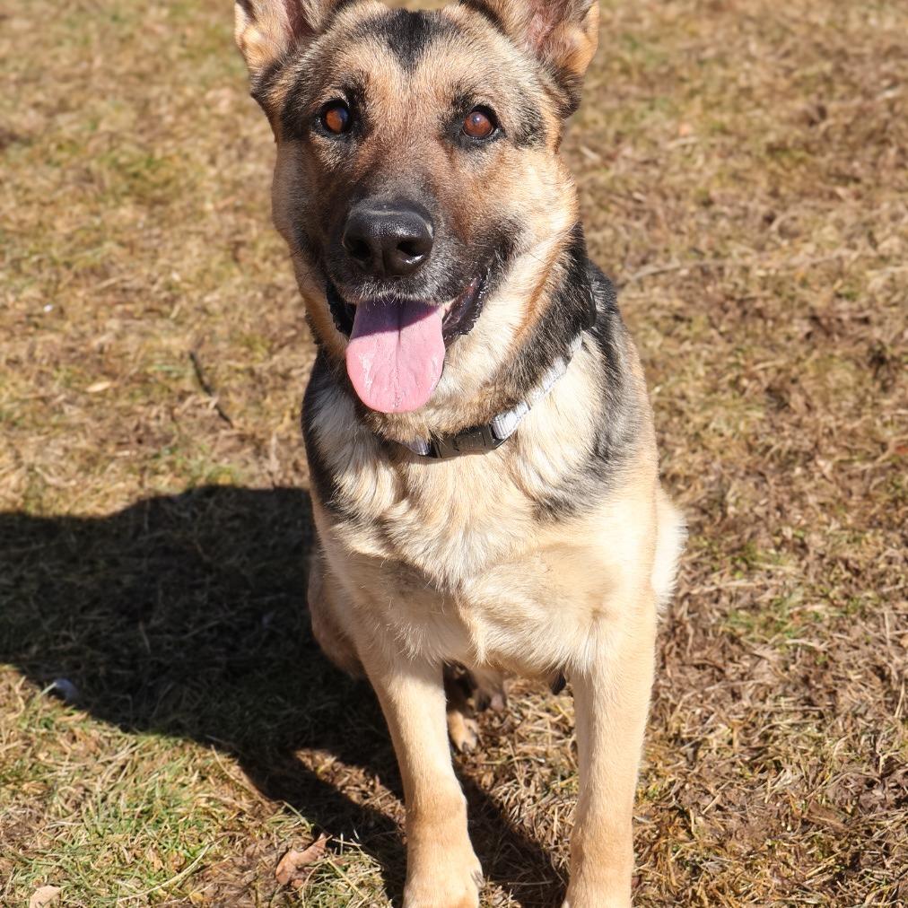 Enlarge Marley (26-075), a Adoptable German Shepherd Dog in New Ringgold, PA image 4/4