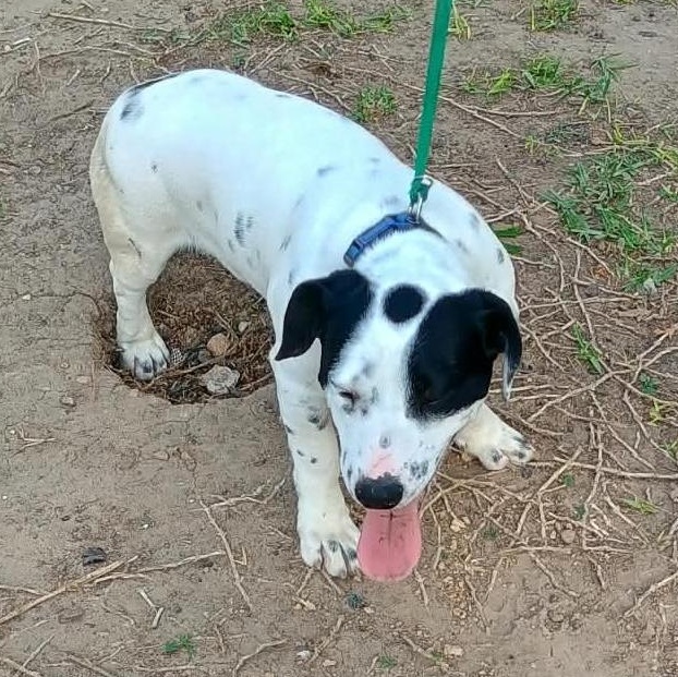 Sixto, ADOPTABLE, Puppy Male Mixed Breed.