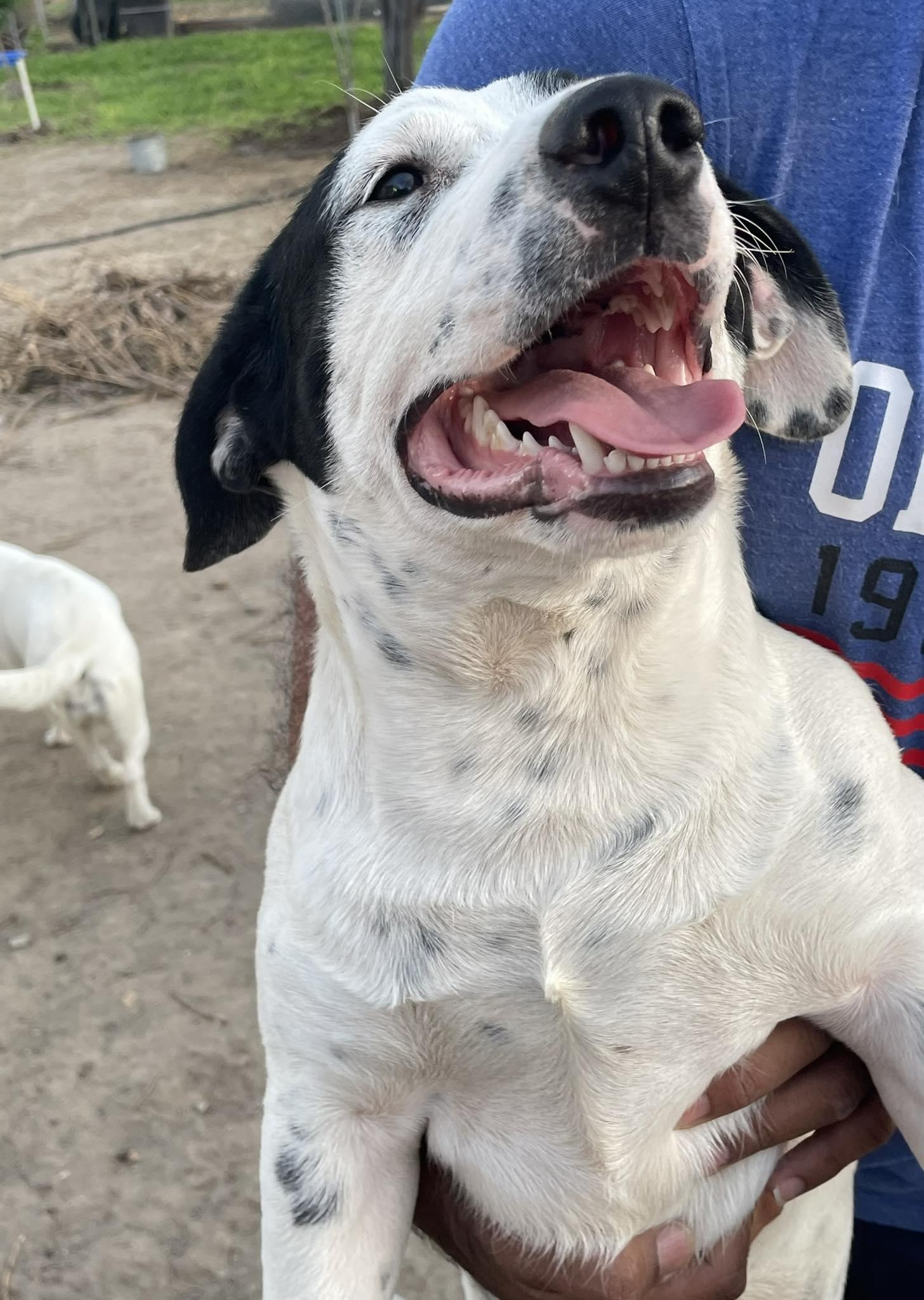 Enlarge Sixto, a ADOPTABLE mixed breed in Paramus, NJ image 2/4