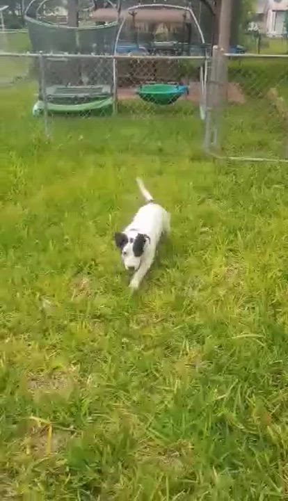 Enlarge Sixto, a ADOPTABLE mixed breed in Paramus, NJ video 3/4