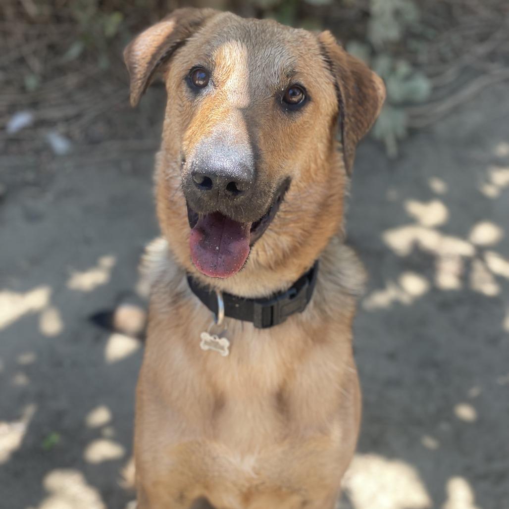 Enlarge Mister, a Adoptable mixed breed in Riverside, CA image 1/6