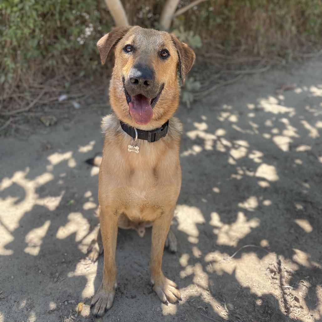 Enlarge Mister, a Adoptable mixed breed in Riverside, CA image 2/6
