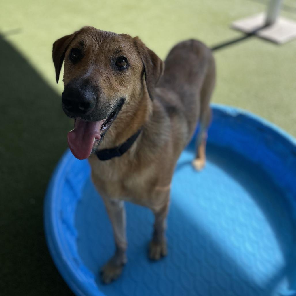 Enlarge Mister, a Adoptable mixed breed in Riverside, CA image 3/6
