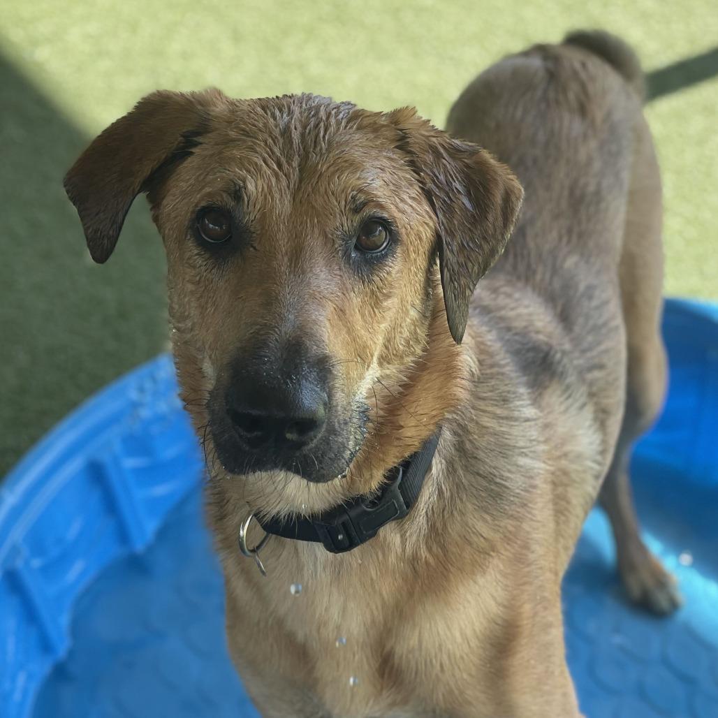Enlarge Mister, a Adoptable mixed breed in Riverside, CA image 4/6