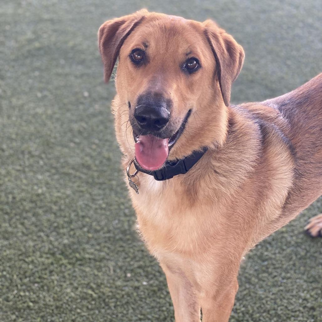 Enlarge Mister, a Adoptable mixed breed in Riverside, CA image 5/6