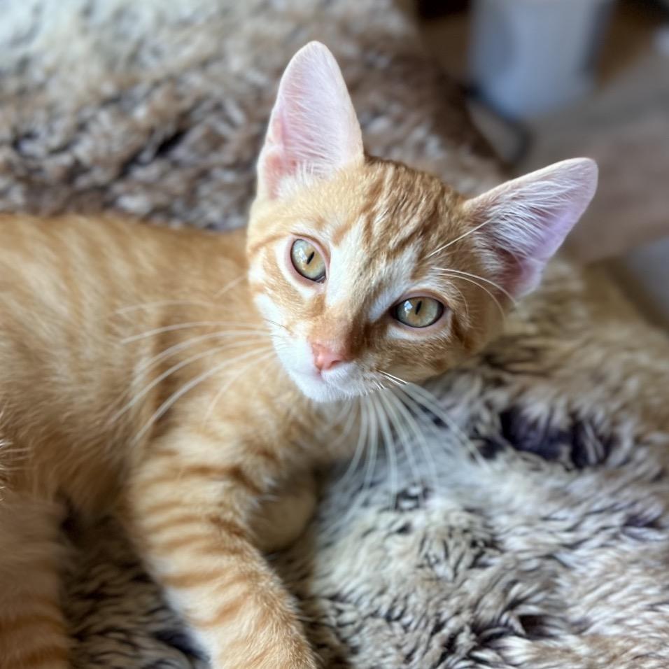 Mandarin, Adoptable, Kitten Male Domestic Short Hair.