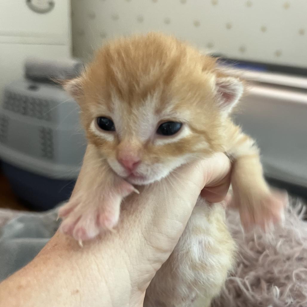 Enlarge Mandarin, a Adoptable Domestic Short Hair in Jupiter, FL image 3/6