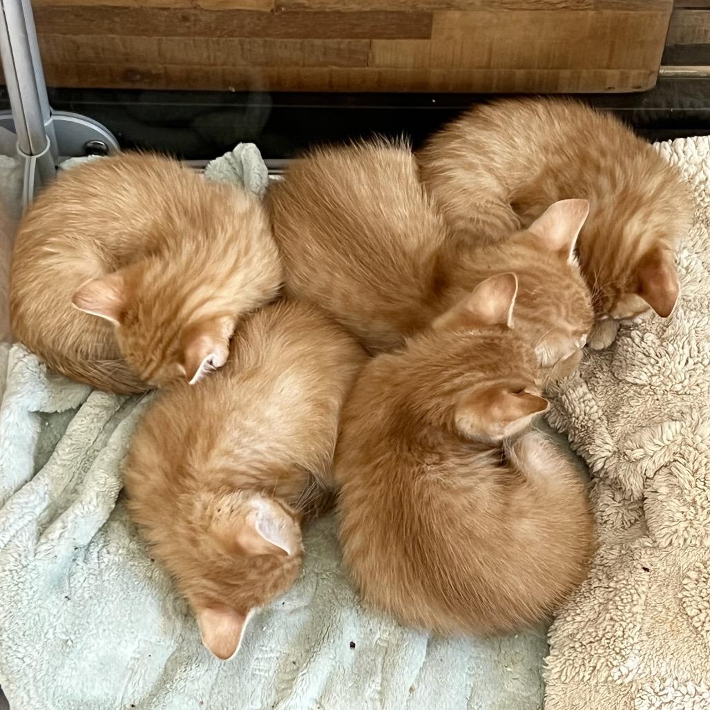 Enlarge Mandarin, a Adoptable Domestic Short Hair in Jupiter, FL image 4/6