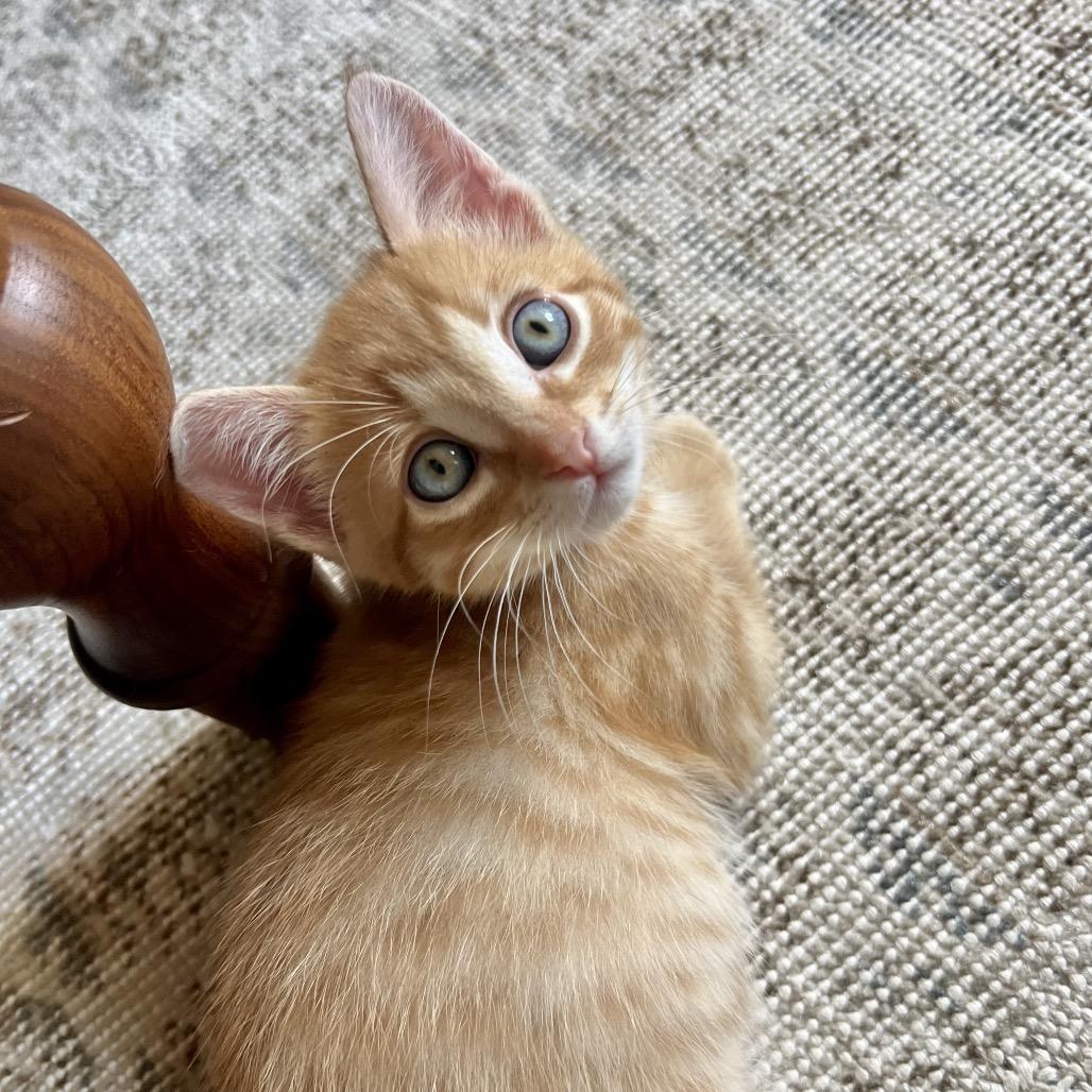 Enlarge Mandarin, a Adoptable Domestic Short Hair in Jupiter, FL image 5/6