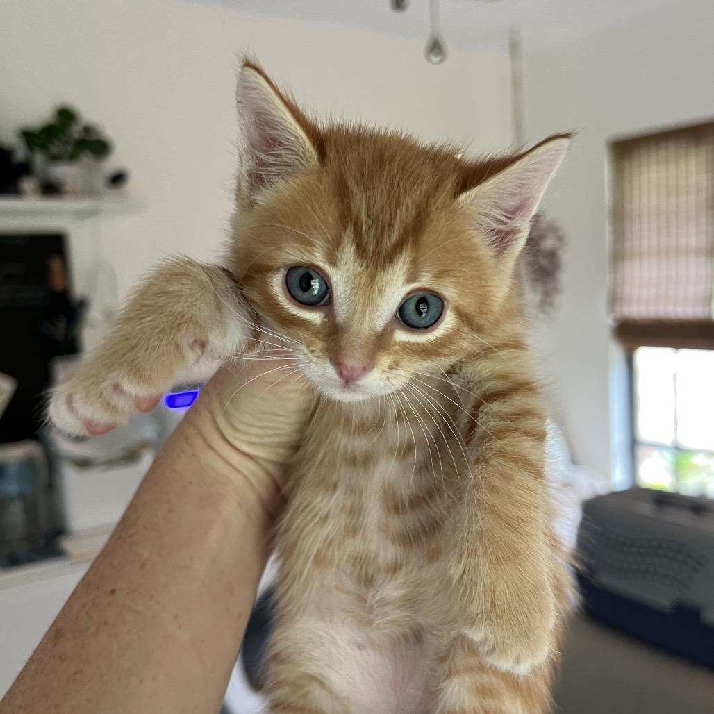 Enlarge Mandarin, a Adoptable Domestic Short Hair in Jupiter, FL image 6/6