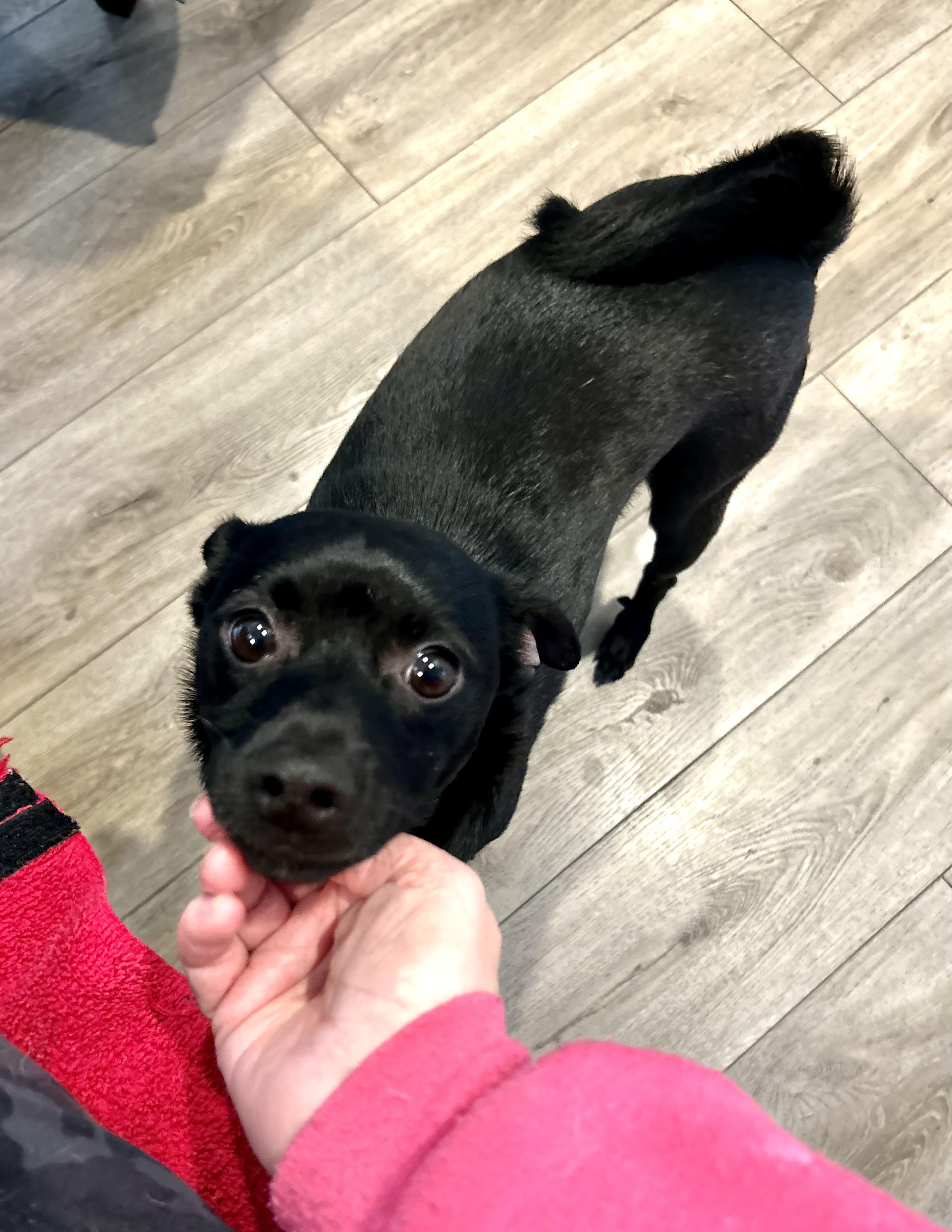 Parker, a Adopted mixed breed in Surrey, BC image 2/4