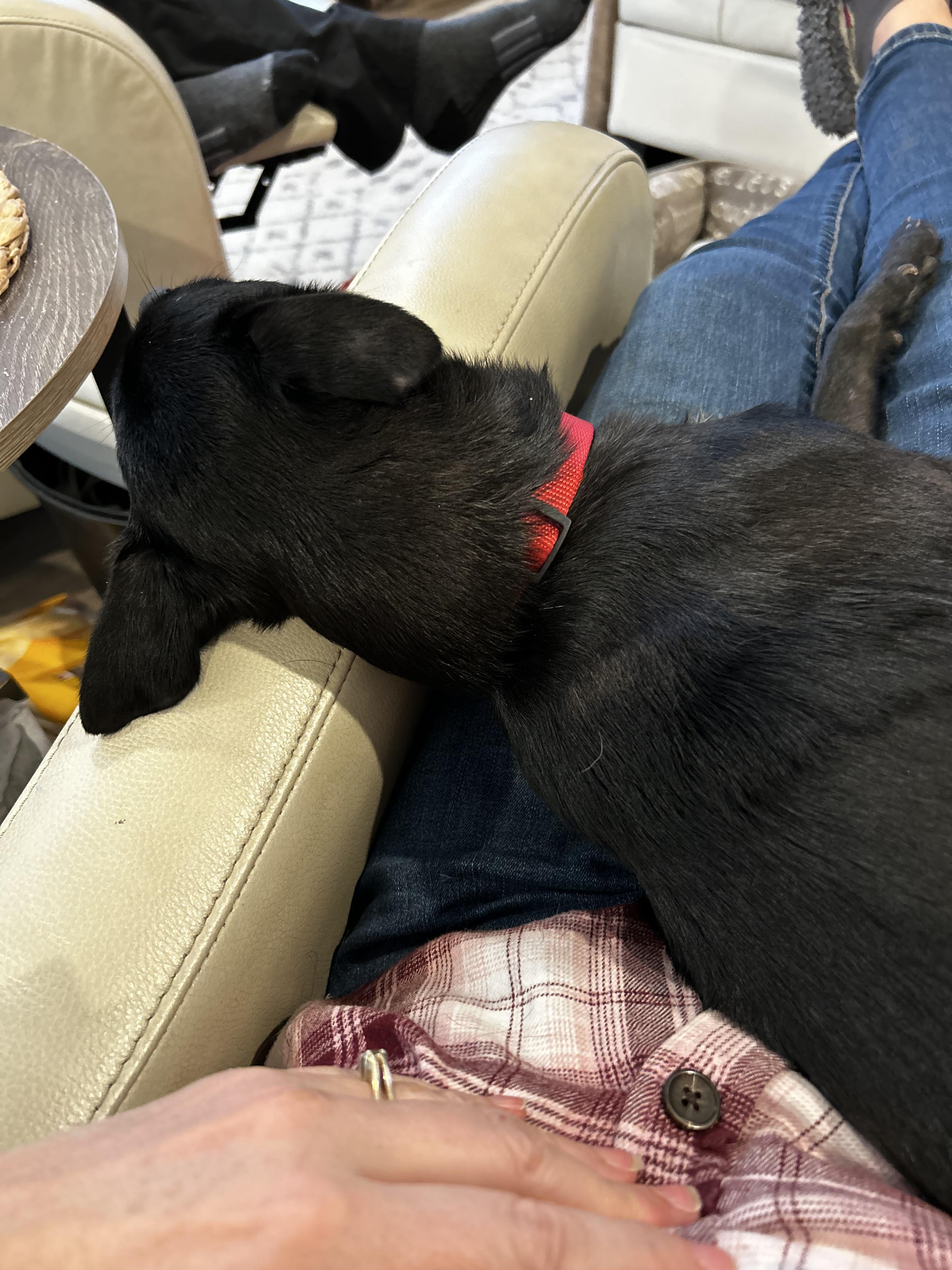 Parker, a Adopted mixed breed in Surrey, BC image 4/4