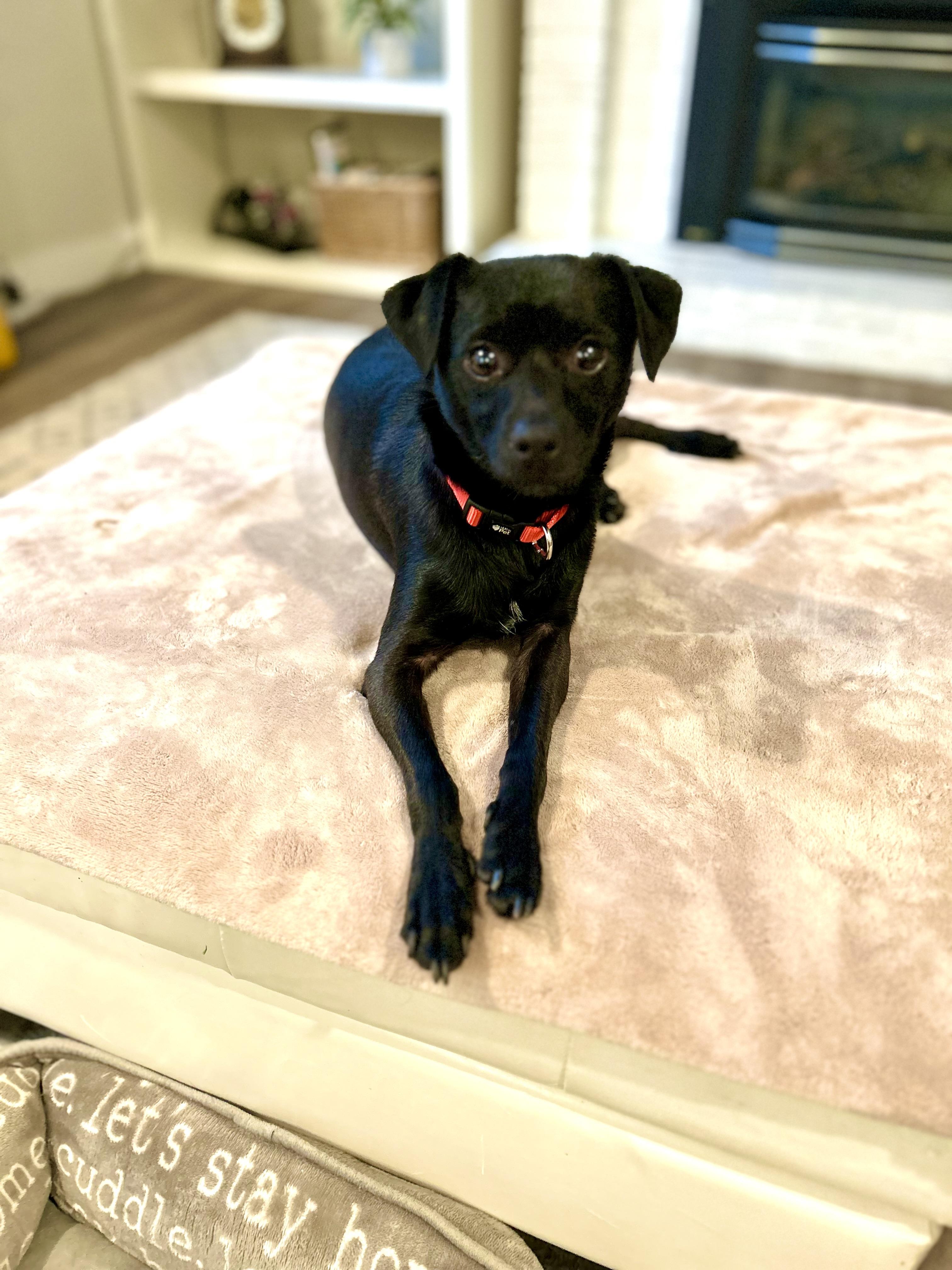 Parker, a Adopted mixed breed in Surrey, BC image 3/4