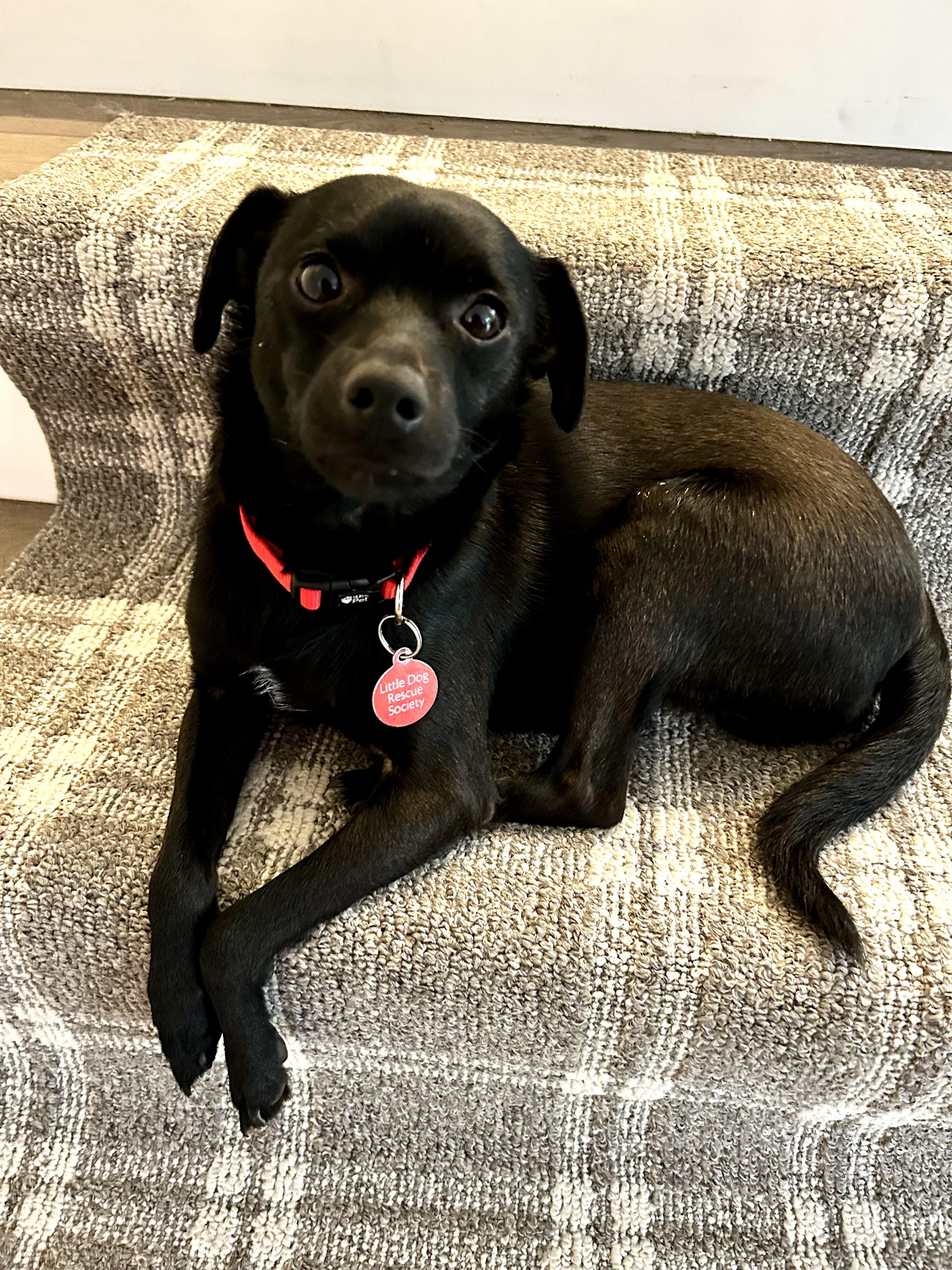 Parker, a Adopted mixed breed in Surrey, BC image 1/4