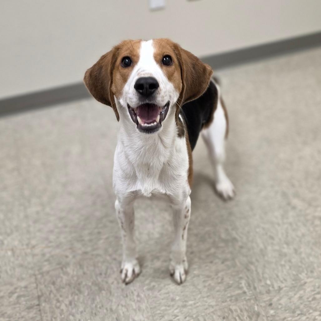 Sly, a Adoptable Hound in Chatham, VA image 1/6