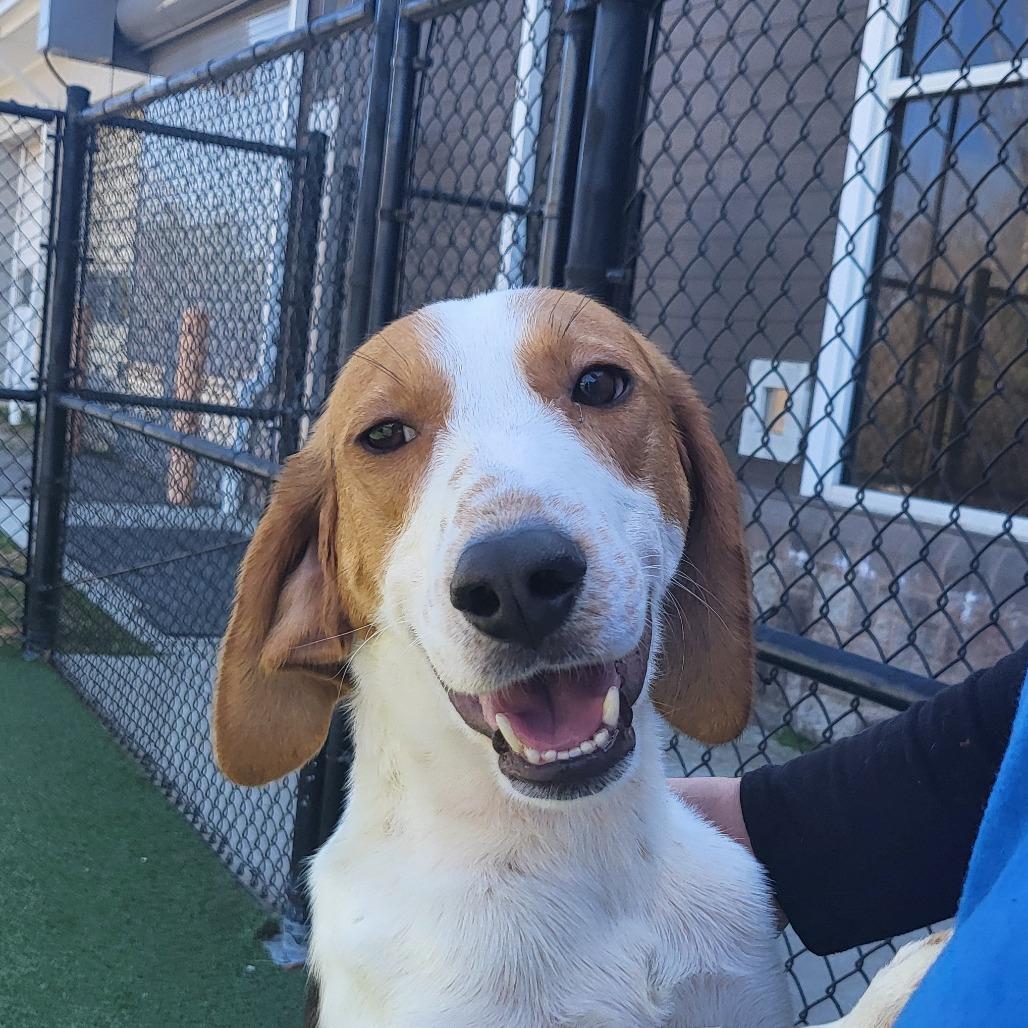 Sly, a Adoptable Hound in Chatham, VA image 2/6